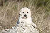 LABRADOR 615